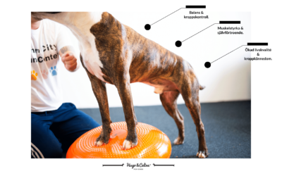 FRÅGA: Varför är balansträning viktigt för hundar?